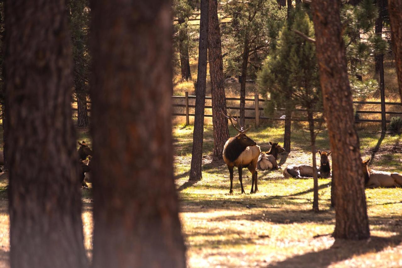 Huge Ruidoso Retreat With Game Room, Pool, 2 Balconies, 2 Kitchens - Sleeps 17! Eksteriør bilde