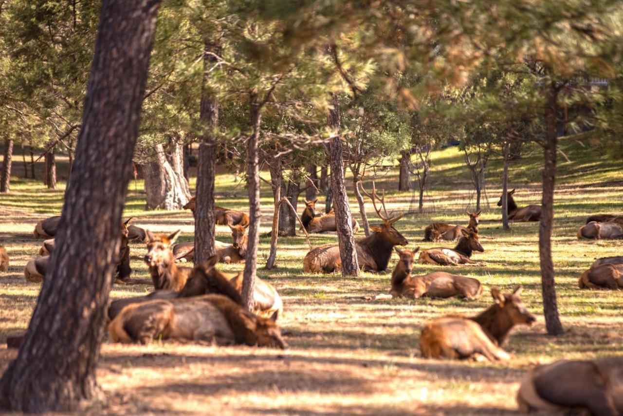 Huge Ruidoso Retreat With Game Room, Pool, 2 Balconies, 2 Kitchens - Sleeps 17! Eksteriør bilde